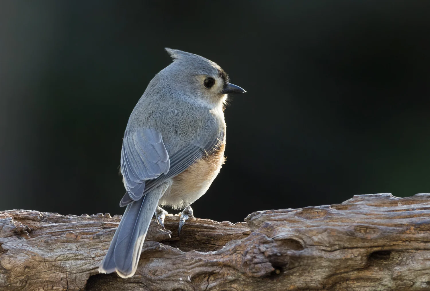 2017-12-14-tufted titmouse_3.jpg