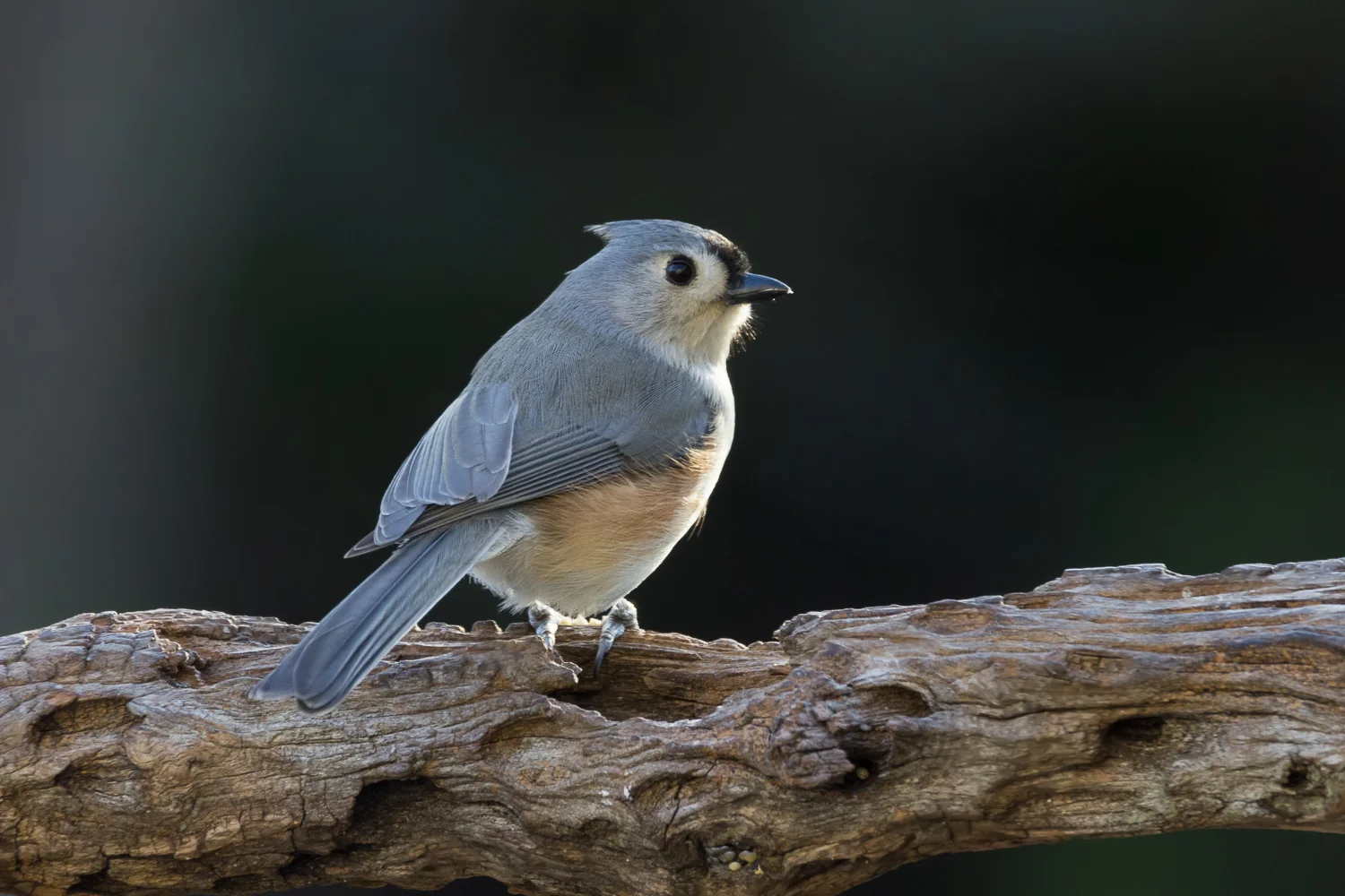2017-12-14-tufted titmouse_4.jpg