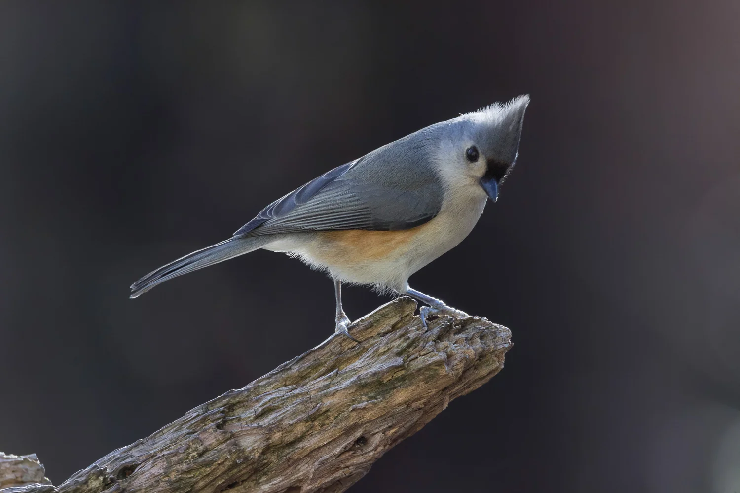 2017-12-14-tufted titmouse.jpg