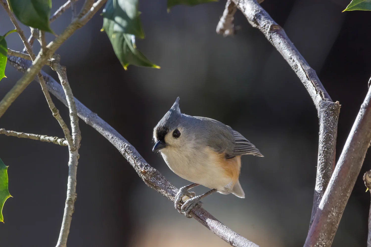 2018-02-05 - tufted titmouse_4.jpg