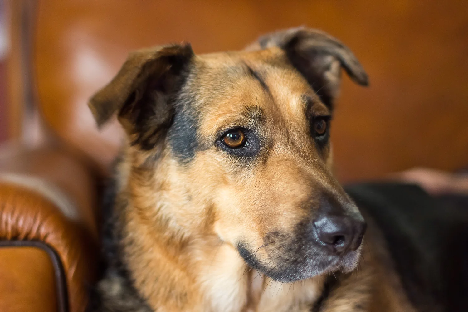 2015-10-18-lily - german shepard mix - dog.jpg