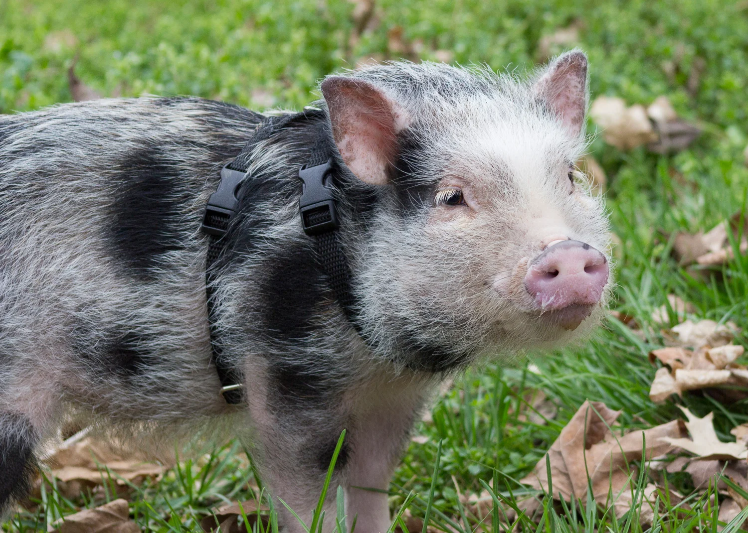 2016-03-27-Qwen - pot bellied pig.jpg