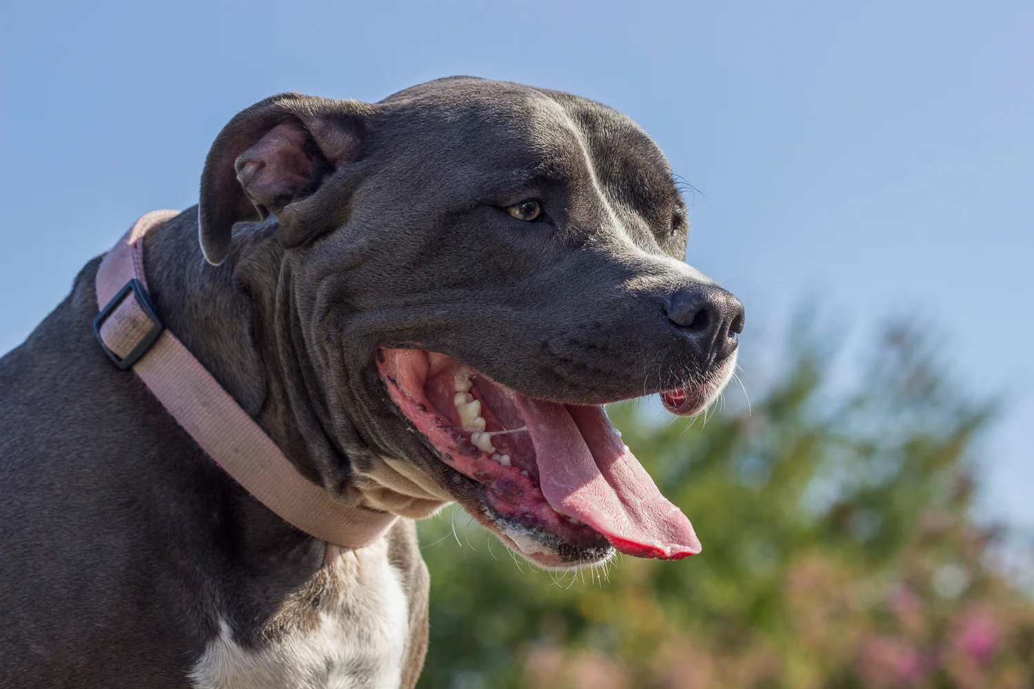 2016-09-05-Jasmine - pit bull dog.jpg