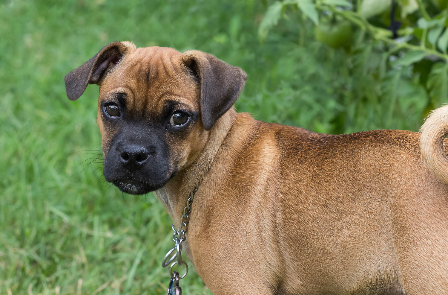 2017-07-13 Jake - - small mix dog-1.jpg
