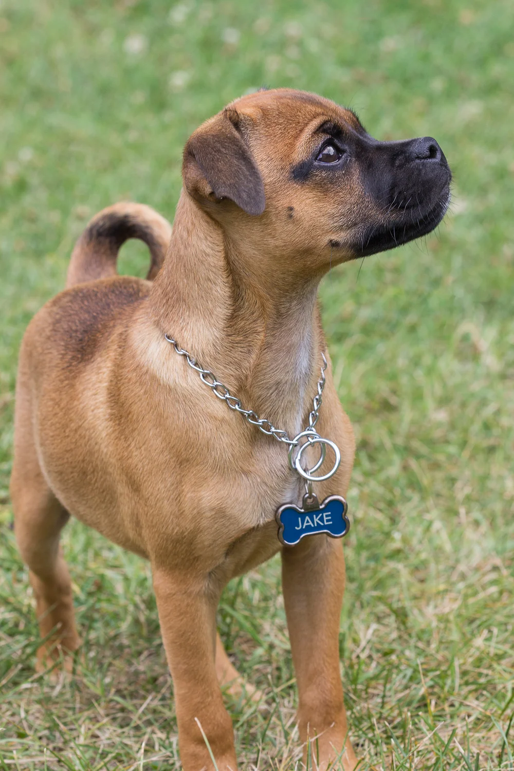 2017-07-13 Jake - small mix dog.jpg