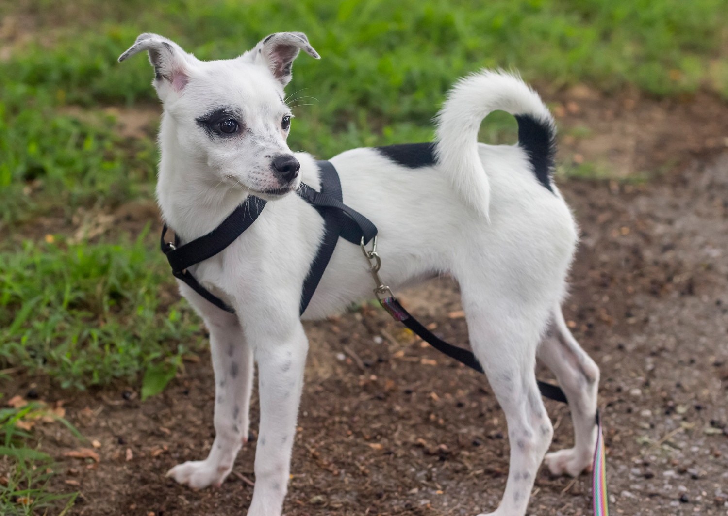 2017-07-27 Taco - white & black chihuahua dog.jpg