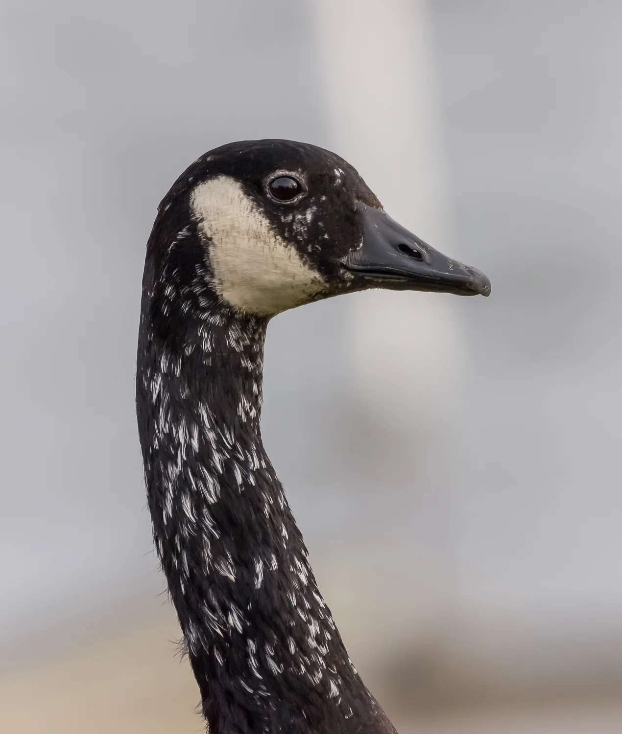2016-02-07-old goose _1.jpg