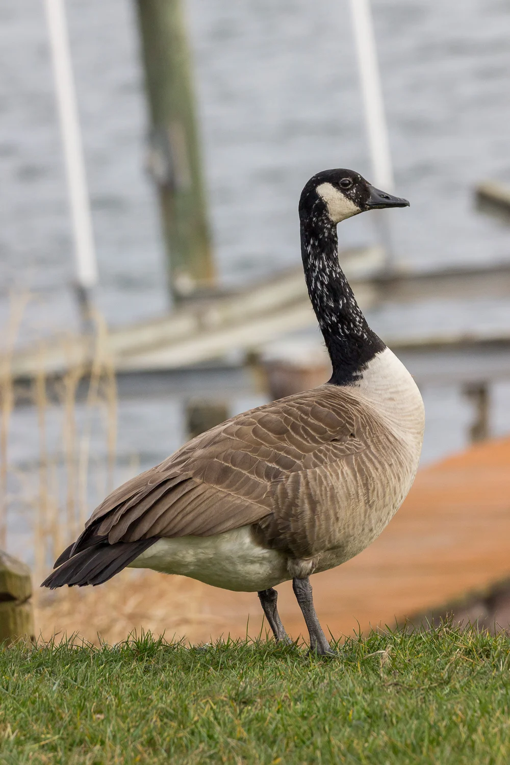 2016-02-07-old goose _7.jpg