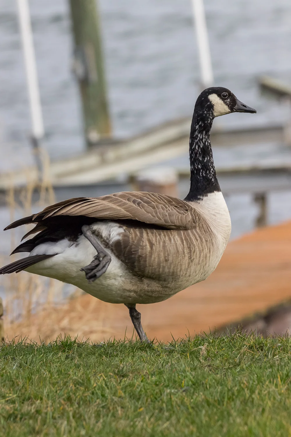 2016-02-07-old goose _18.jpg