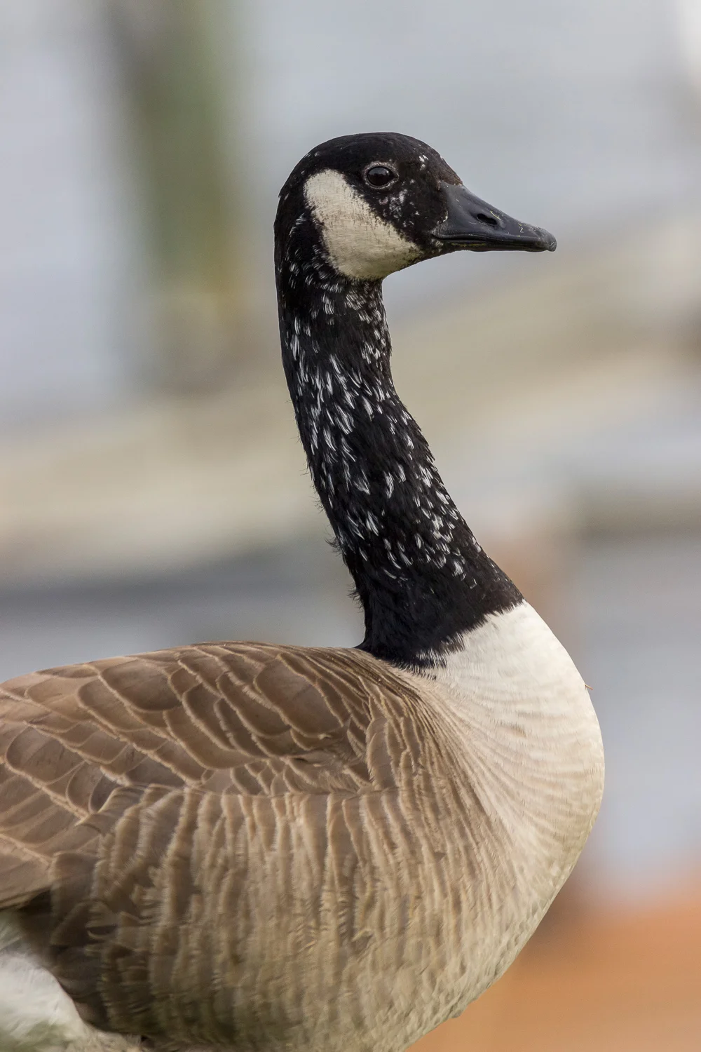 2016-02-07-old goose _35.jpg