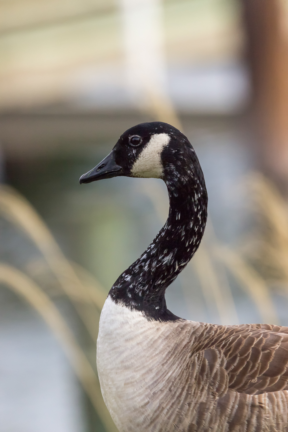 2016-02-07-old goose _43.jpg