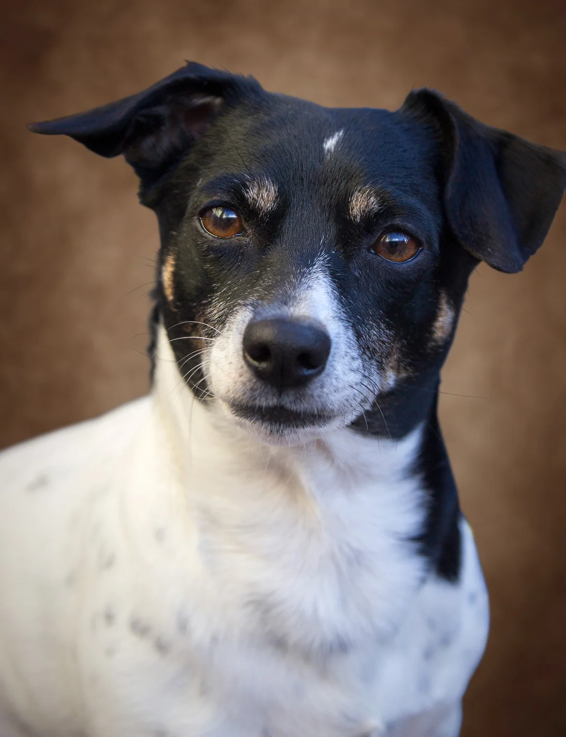 2018-02-21 - Zoe - jack russel dog.jpg