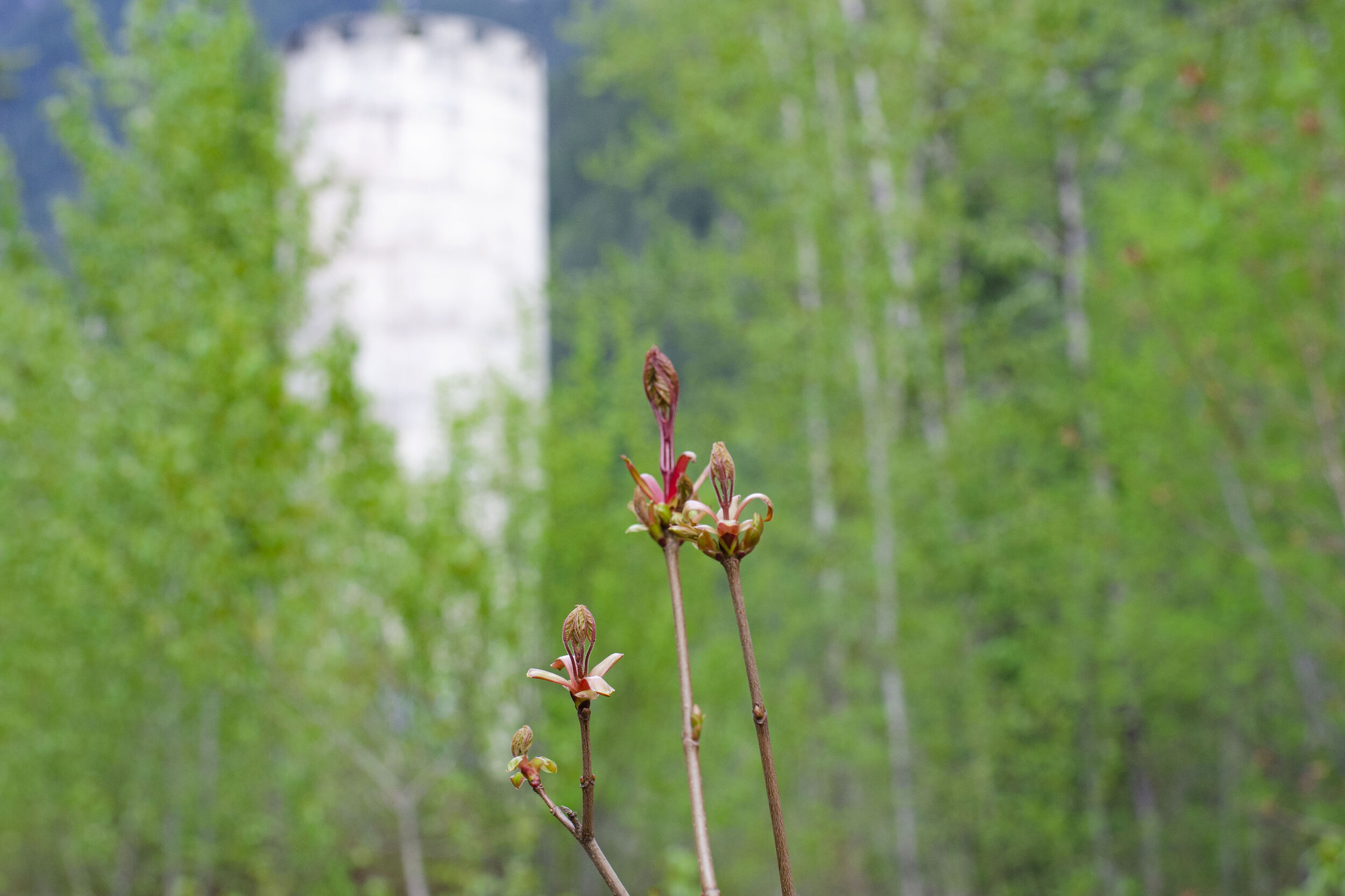 Water Tower