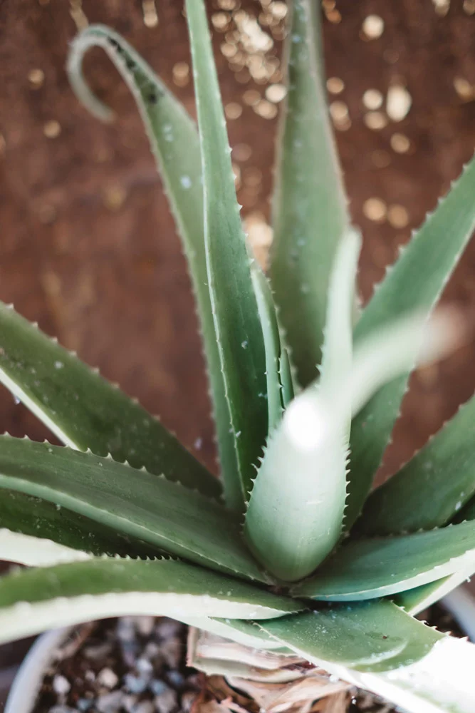 Aloe Plant