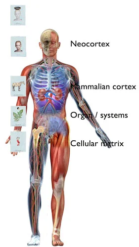 Order-and-anatomy.jpg