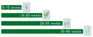 4, 10-week periods in gestational development