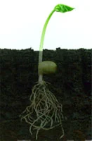 Seed-germinated.jpg