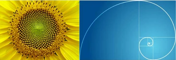 Fibonacci spiral; the golden ratio as seen in nature