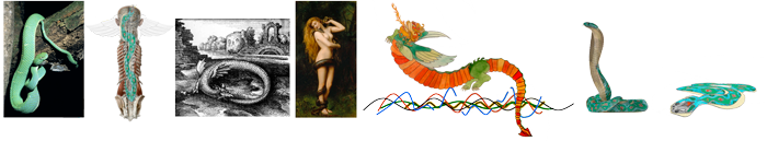 Snakes and their various forms, and relationships