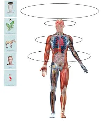 A human whose consciousness is through how they feel; their human consciousness is delegated to their feelings