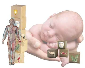 Undifferentiated baby to differentiated adult