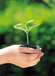 Seed germinating.jpg
