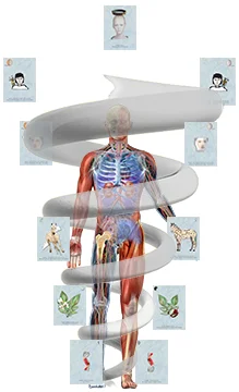 Hierarchical arrangement of the human, arranged with inner rank of each realm within