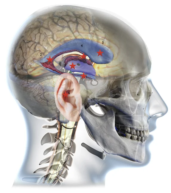 Swimming through the ventricles.jpg