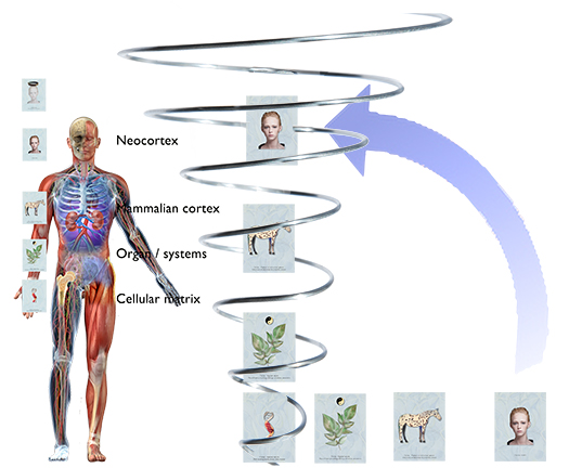Development of the material-human to true human, horizontal to vertical life