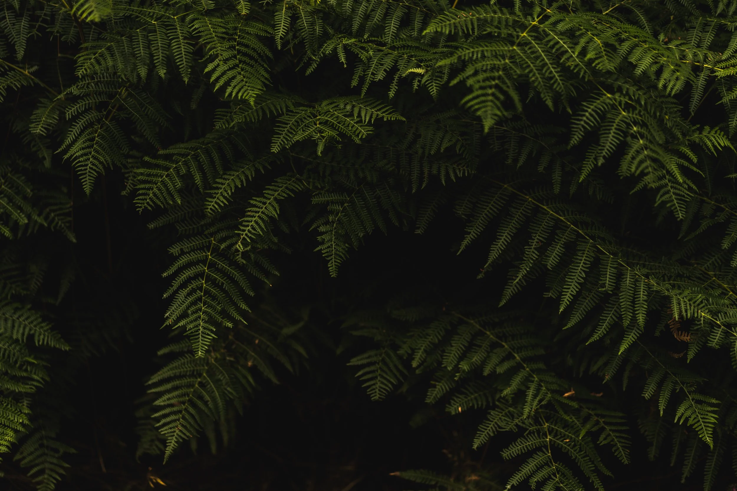 close-up-environment-fern-1276518.jpg