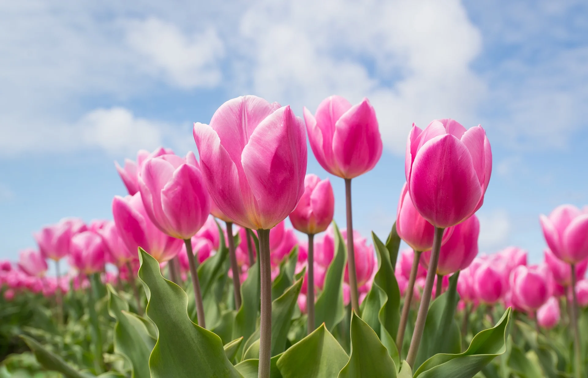 pink-2254970_1920.jpg