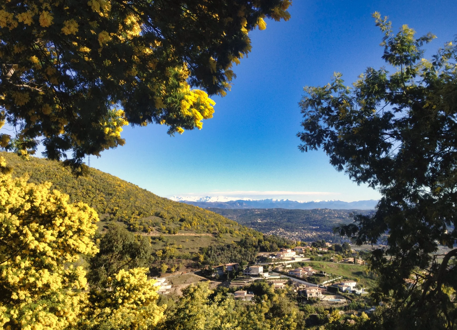 The Mimosa in L’Estérel - West of Cannes. The Alpes in the distance