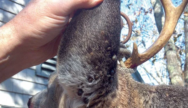deer-with-ticks2-c.jpg