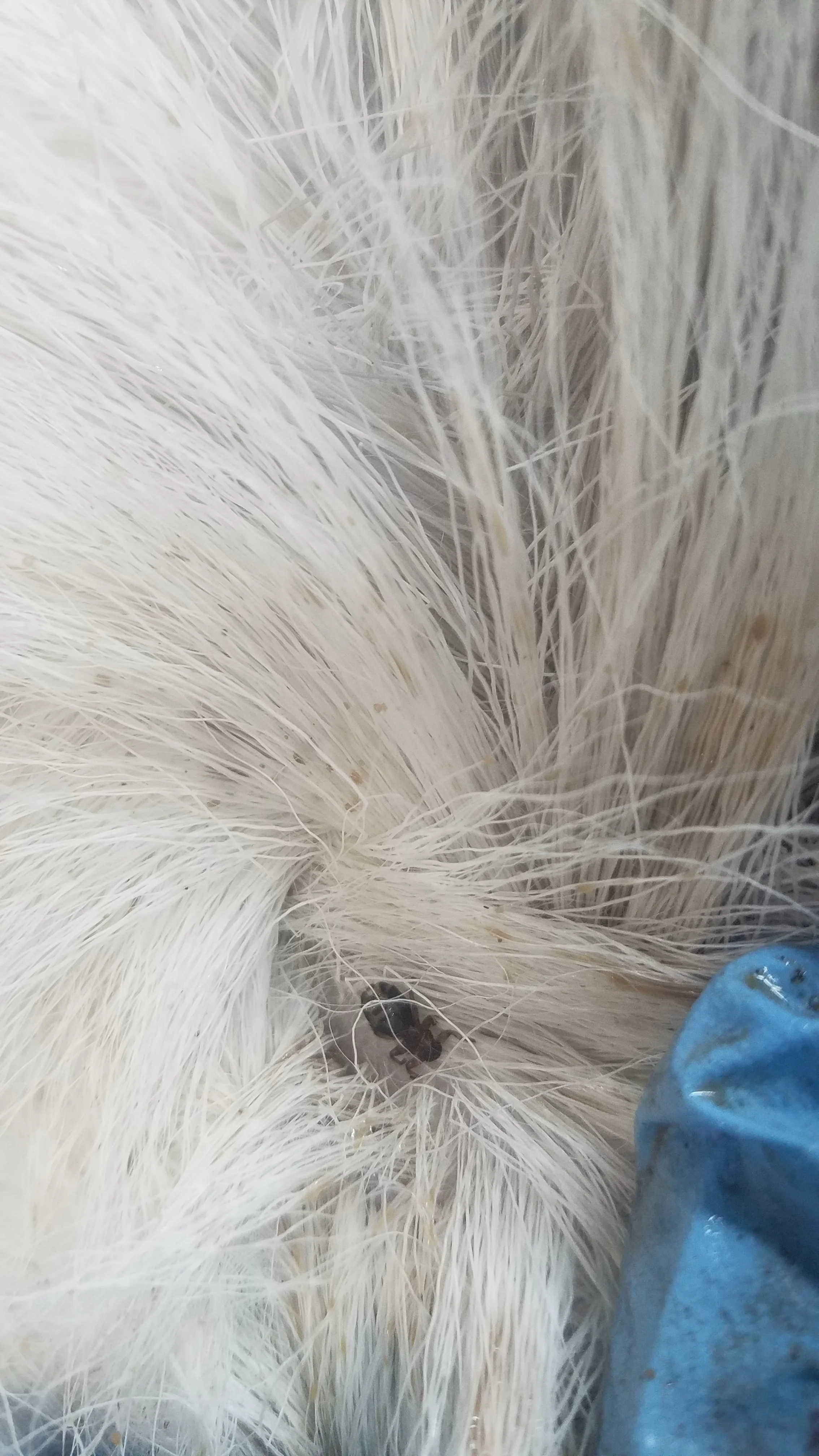 Deer ked visible near to the skin, deep in the fur of a whitetail deer.