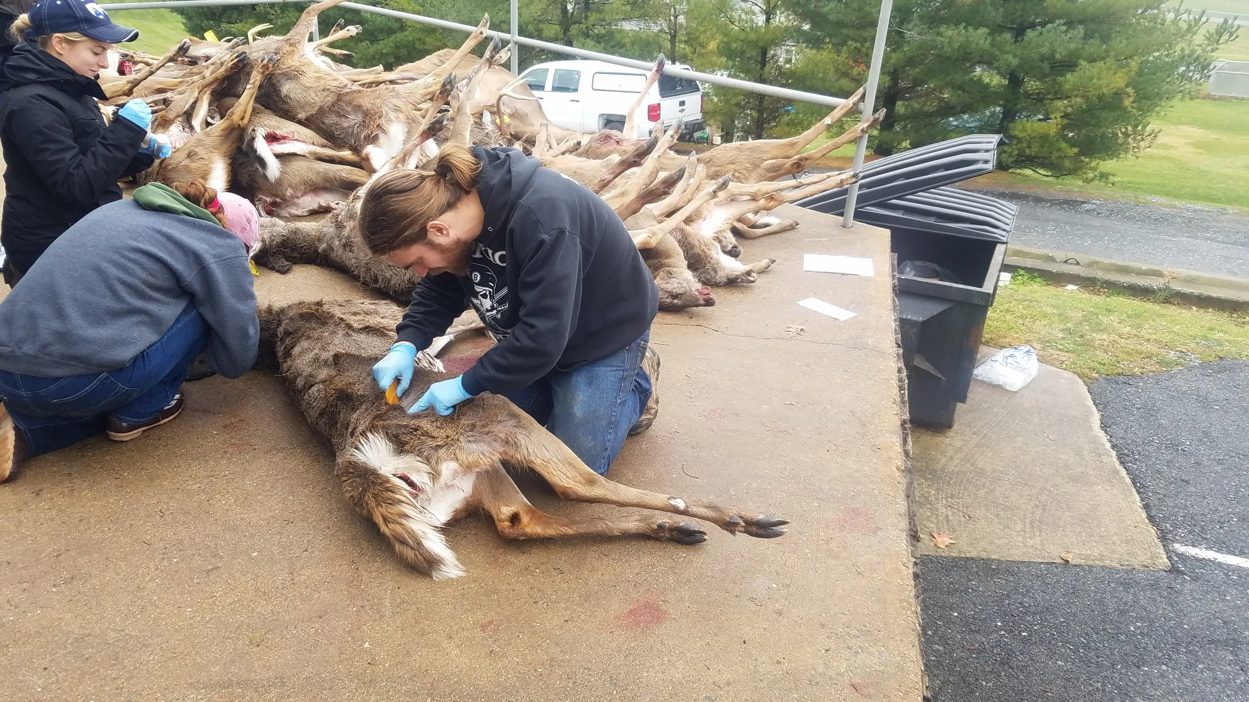 Lab members searching whitetail deer for parasites outside a deer processing station.