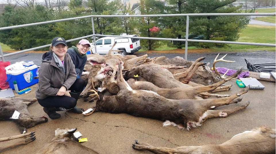 Lab members at a deer processing station, combing through deer for ticks, keds, and other parasites.