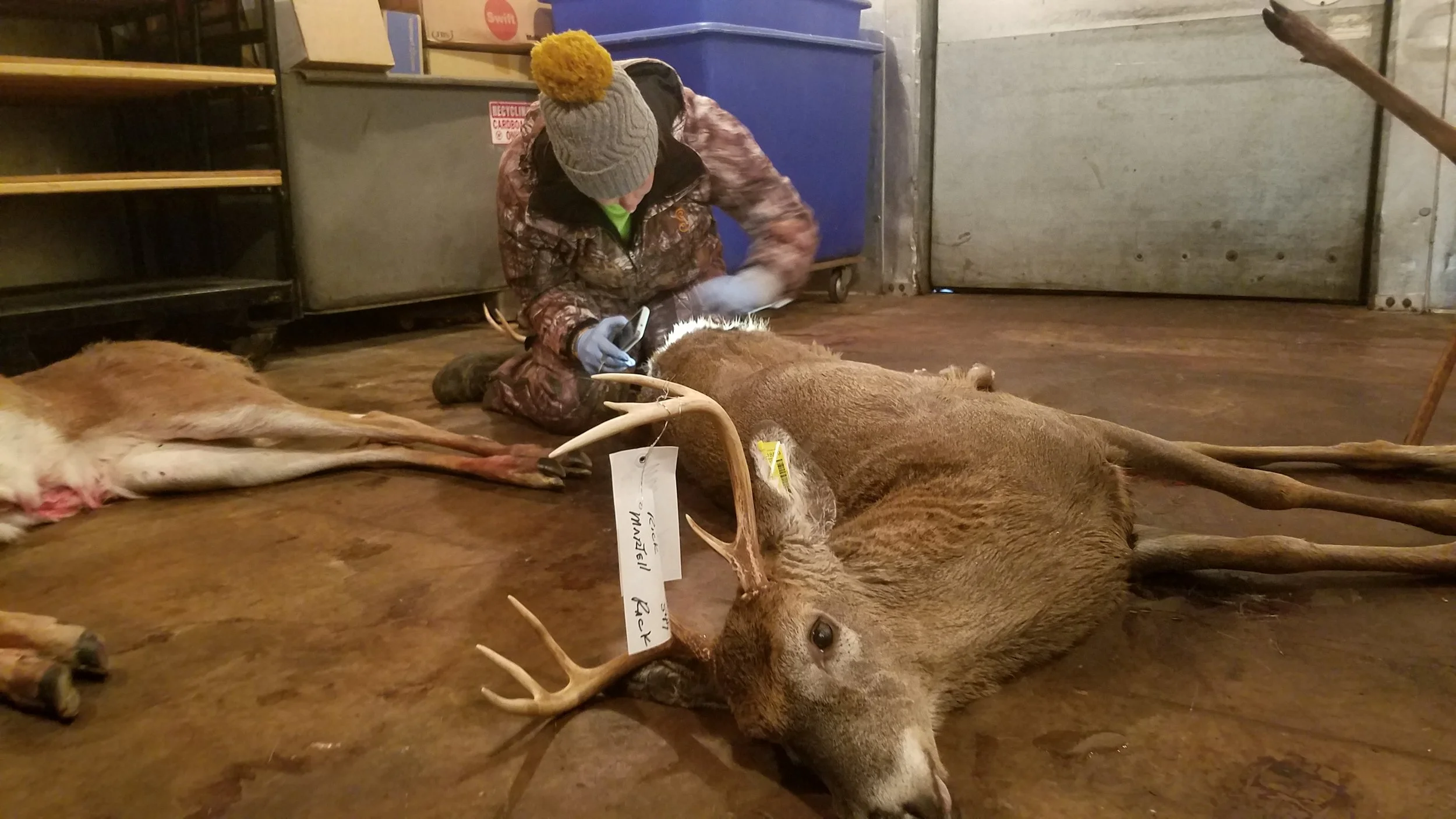 Lab member searching for parasites in the rear fur of a whitetail deer.