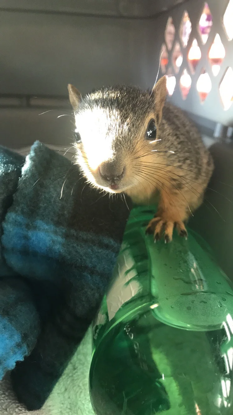 Squirrel Removal