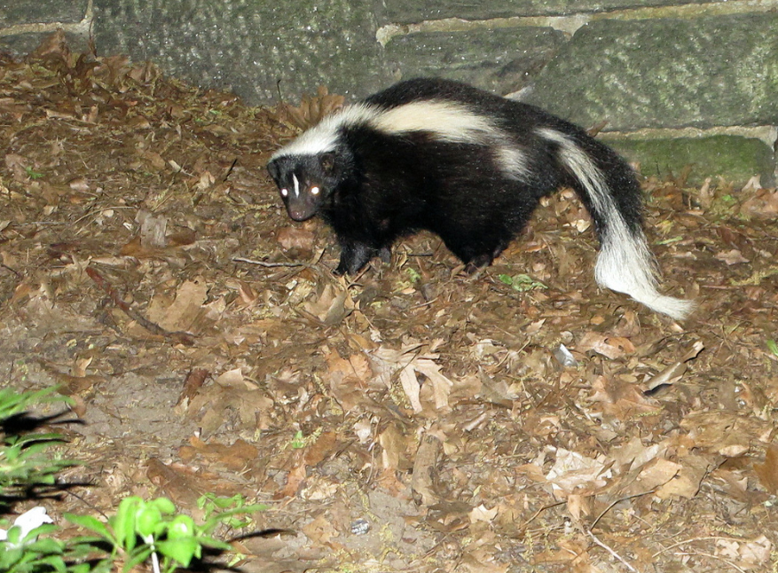 Skunks — WSOTX