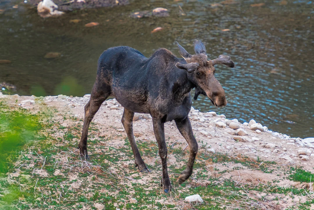 SLC_MtnDell_Moose01_5-18.jpg