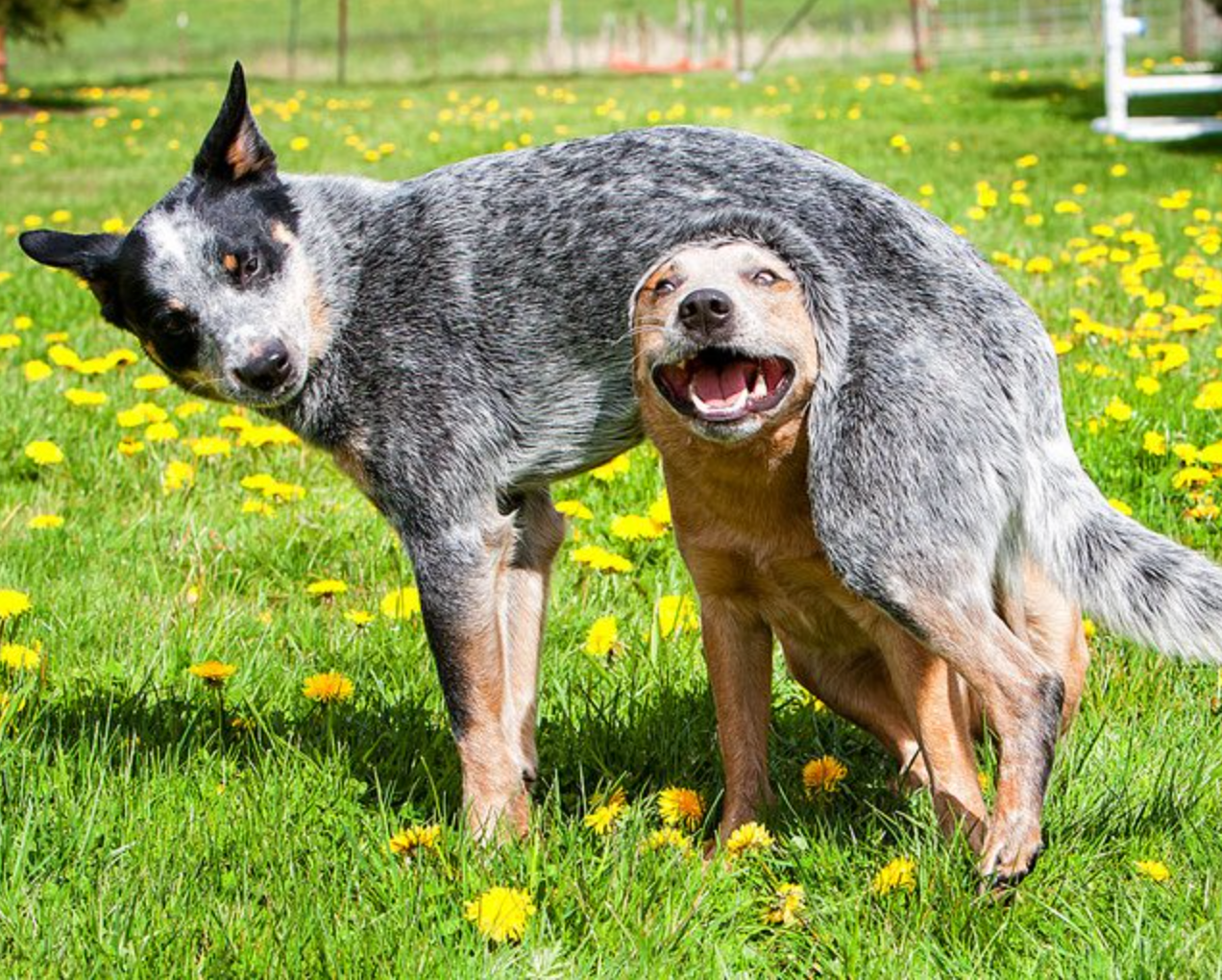 Aggression dog neuter castration