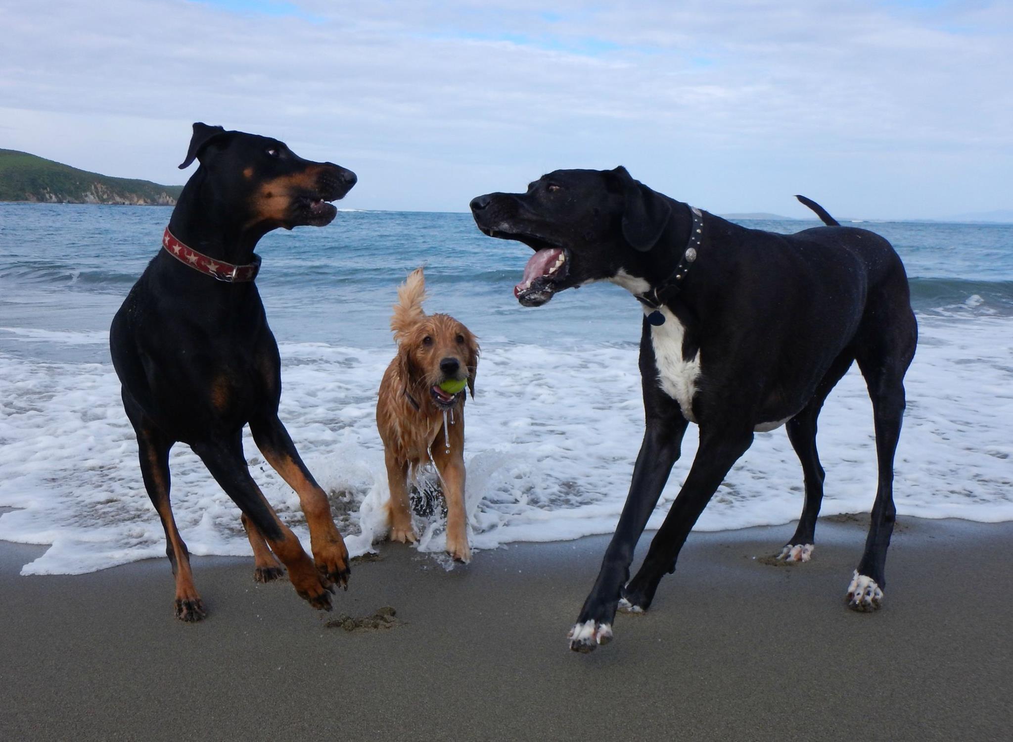 Lifespan dog spay neuter