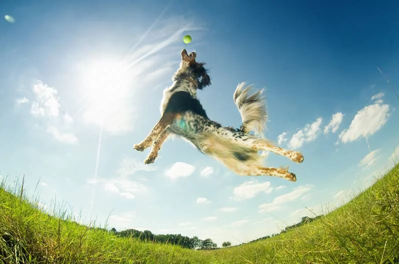canine testicular tumor