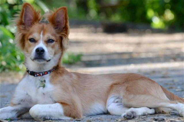 Urinary incontinence dog canine neuter