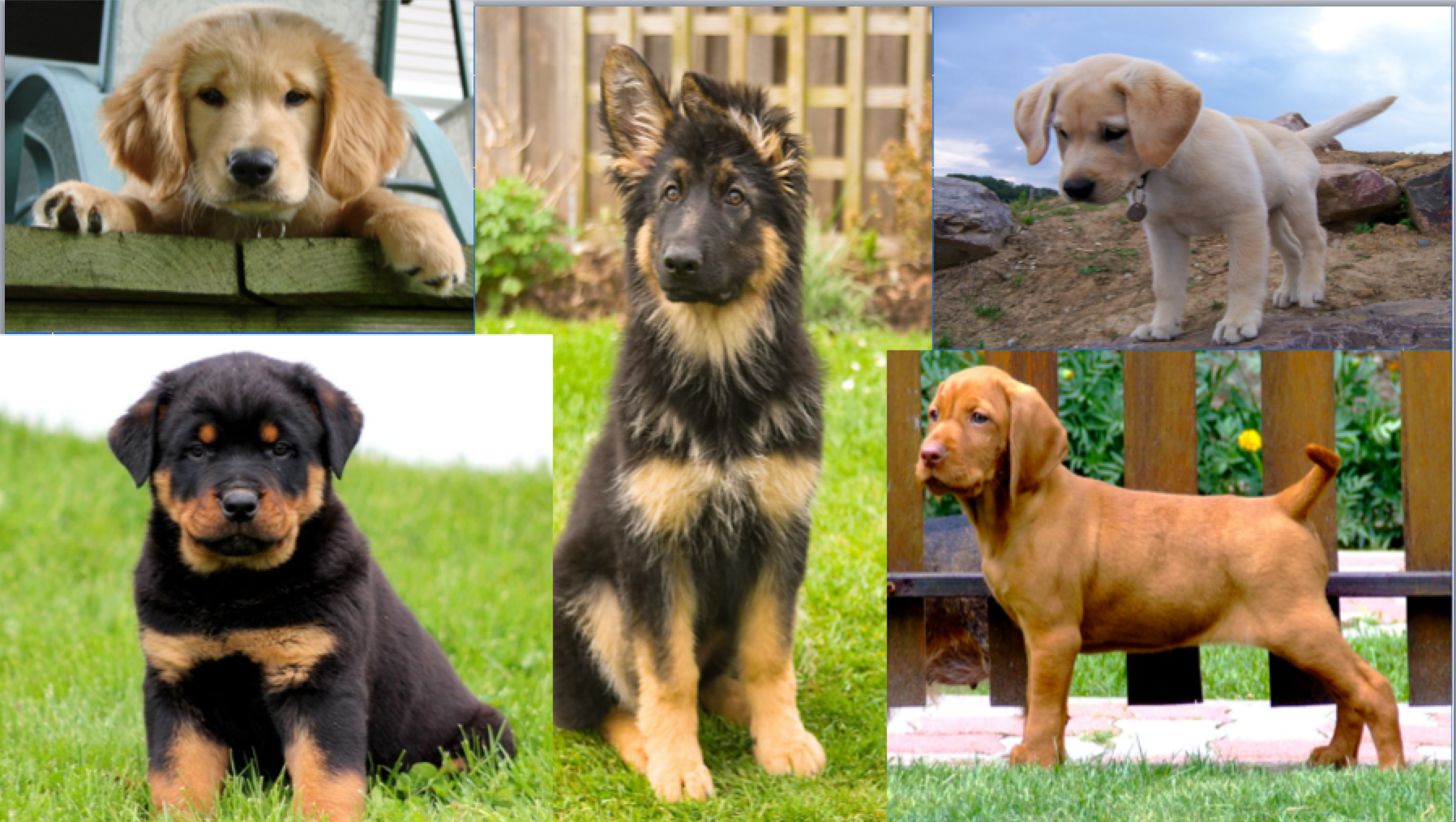 spay neuter research