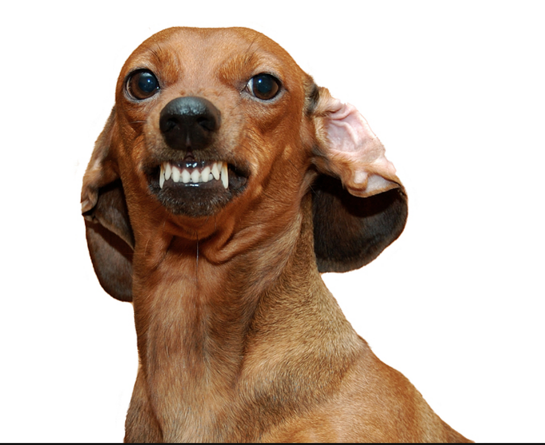 neuter canine behavior