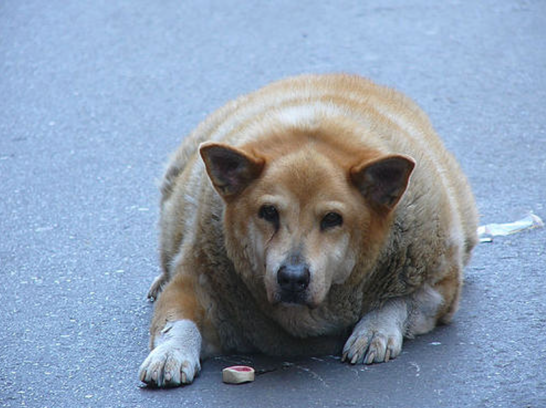 canine obesity dog