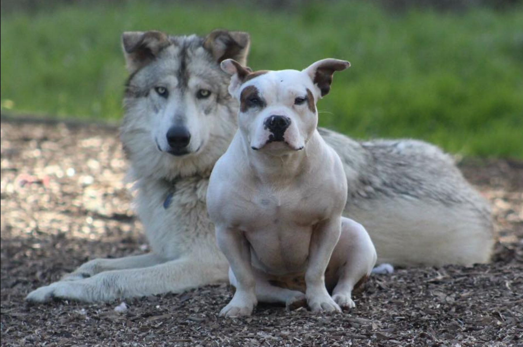 canine hypothyroidism dog