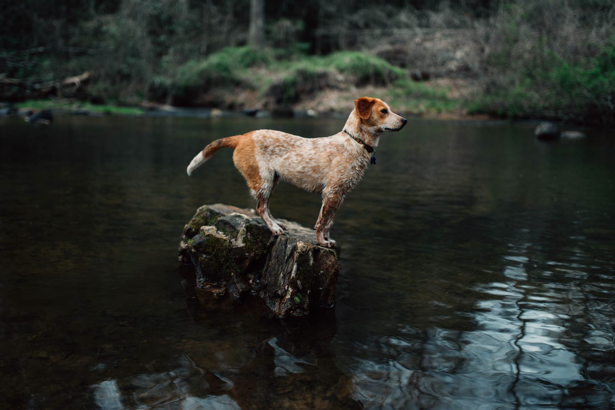 Prevent unwanted litter spay neuter advice