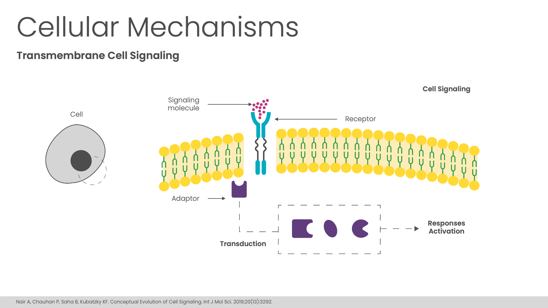 cellular-mechanisms.png